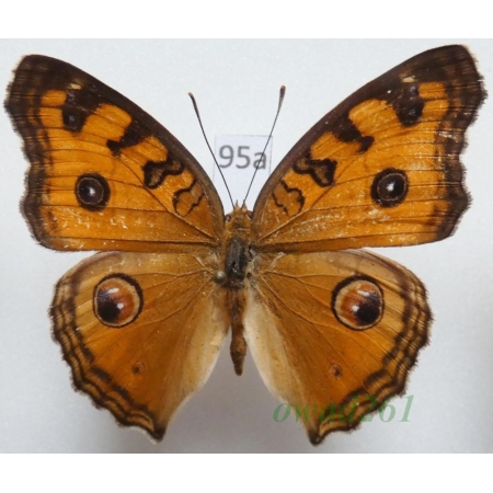 Junonia almana (Linnaeus, 1758) Philippines95a